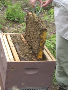 Beehives & Community Gardens