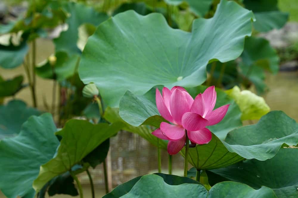 blooming water lilies