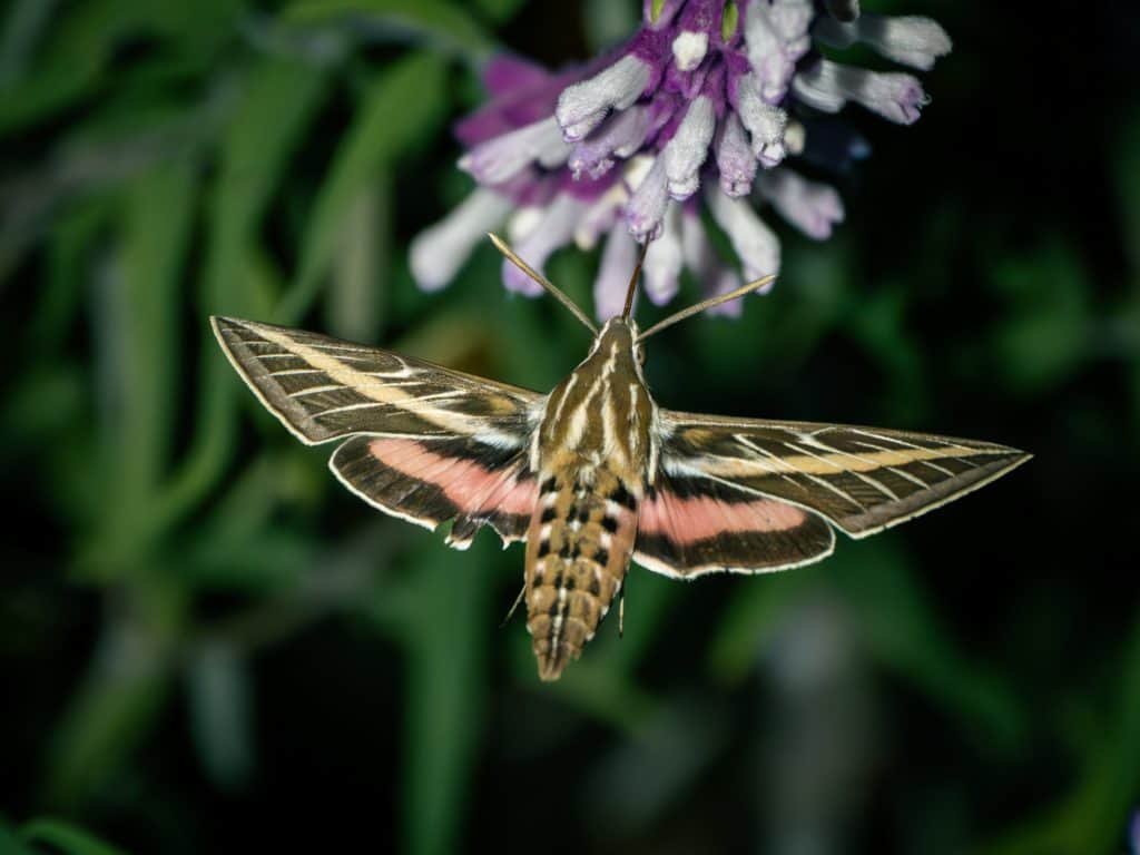 Multi-colored moth drawing nectar from a purple and white flower