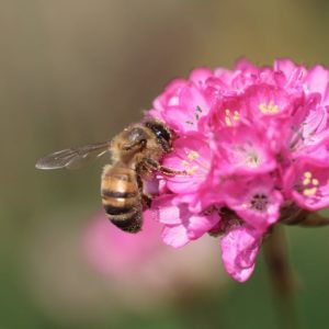 A honeybee on a bright pink flower