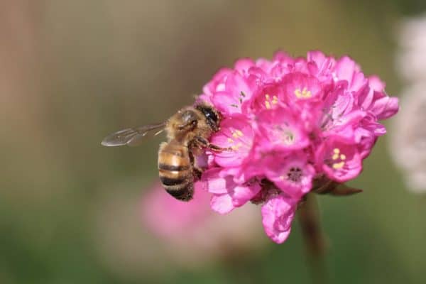 A honeybee on a bright pink flower