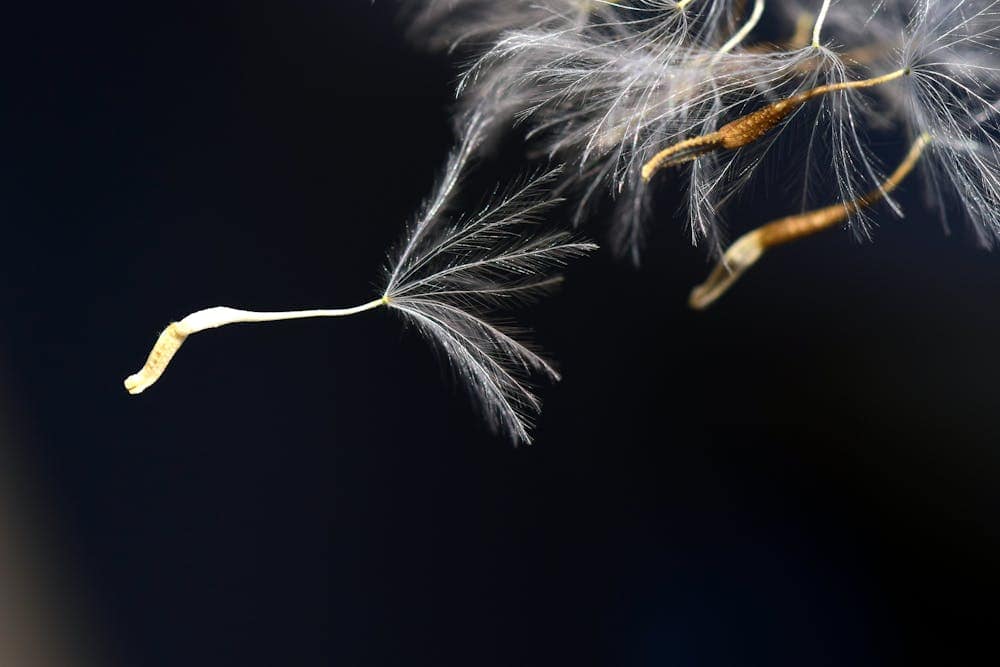 Photograph of flower seeds carried on a breeze.