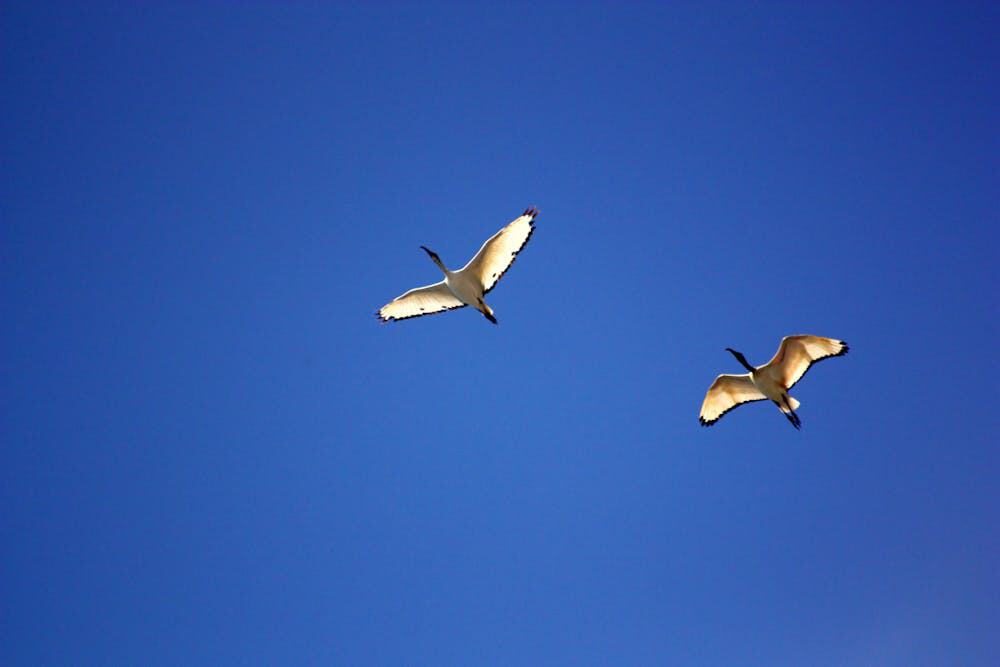 Two geese flying against a blue, cloudless sky