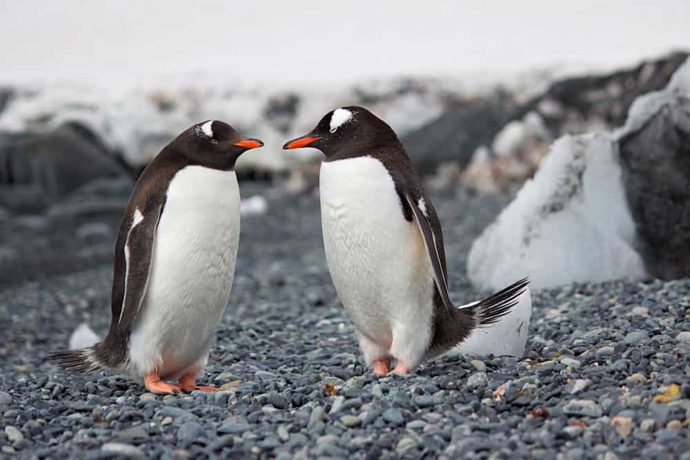 Two penguins looking at each other