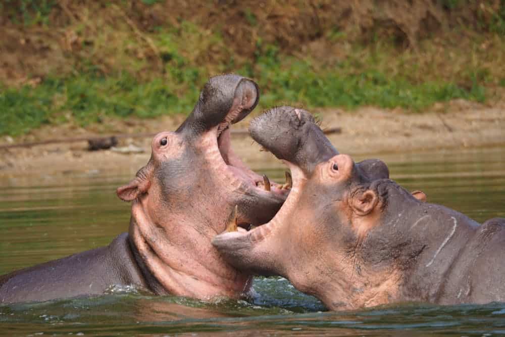 Two hippopotamuses with wide open mouths fighting