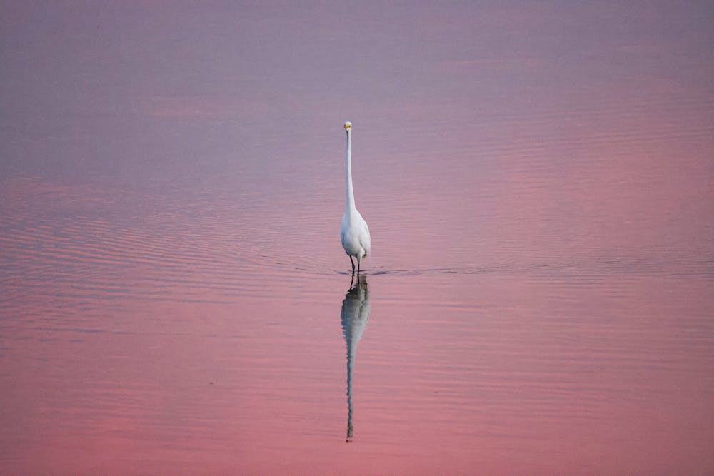 A crane and its reflection in a still pond with a pink sky