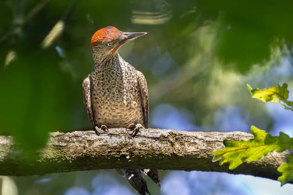 Woodpecker on a branch, looking fierce