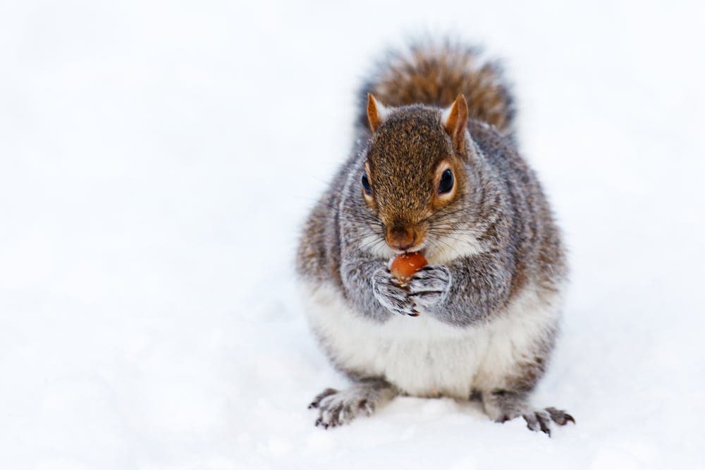 Squirrel in snow, eating an acorn