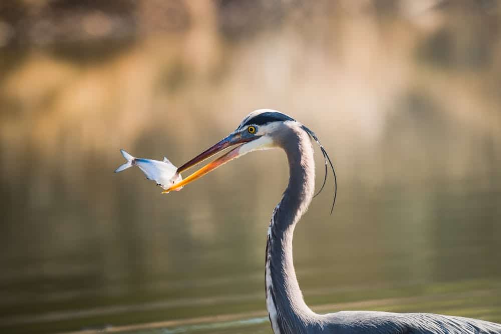 Great blue heron with fish in its mouth