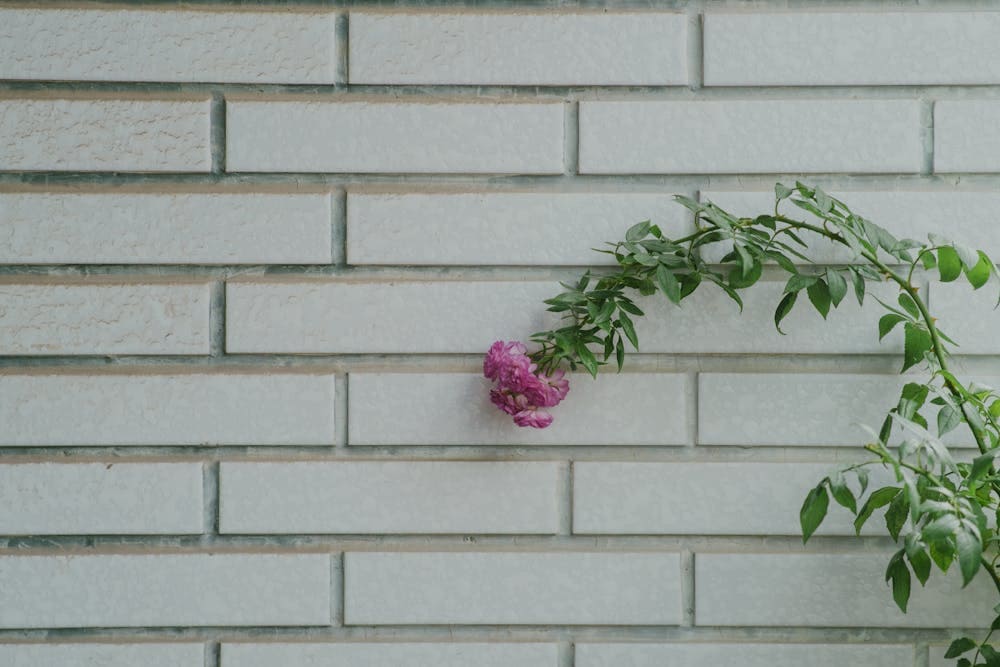 A cane or pink roses growing against a white brick wall