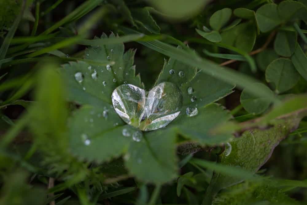 Heart-shaped droplet of water on green foliage to represent compassion