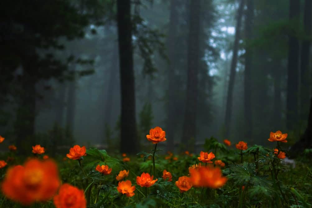 Bright orange flowers with dark, misty woods in background