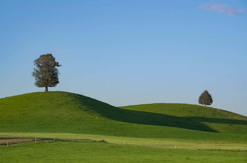 Two trees on gently sloped grassy hills