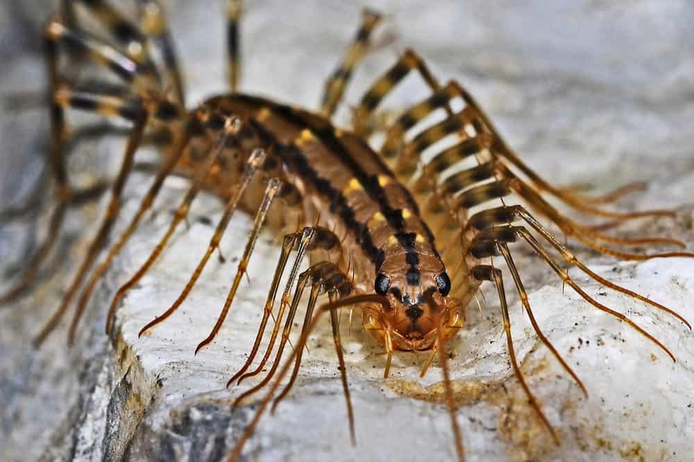 House centipede on white background