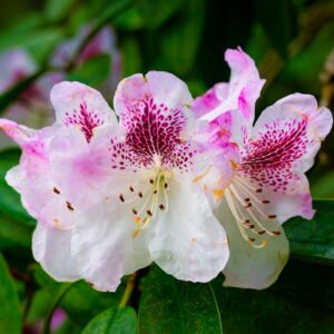 Rhododendron blossoms in pink and white
