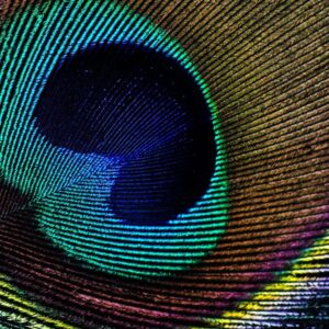 close up of a peacock feather