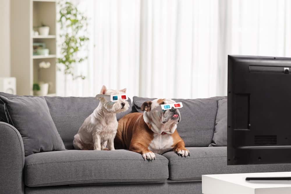 Two dogs on a sofa watching television
