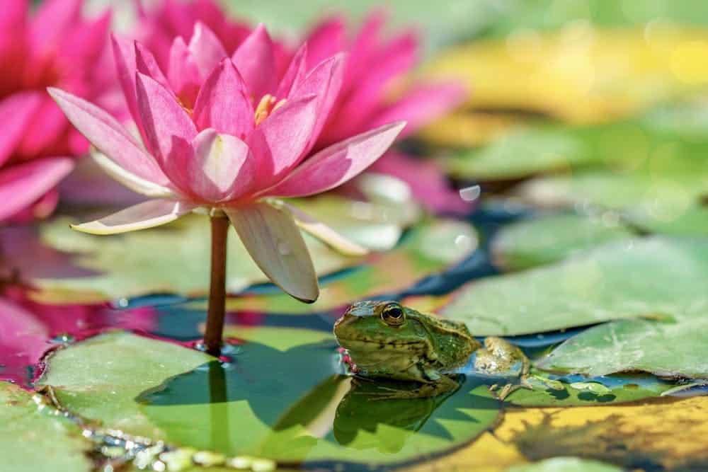 Frog on a lily pad