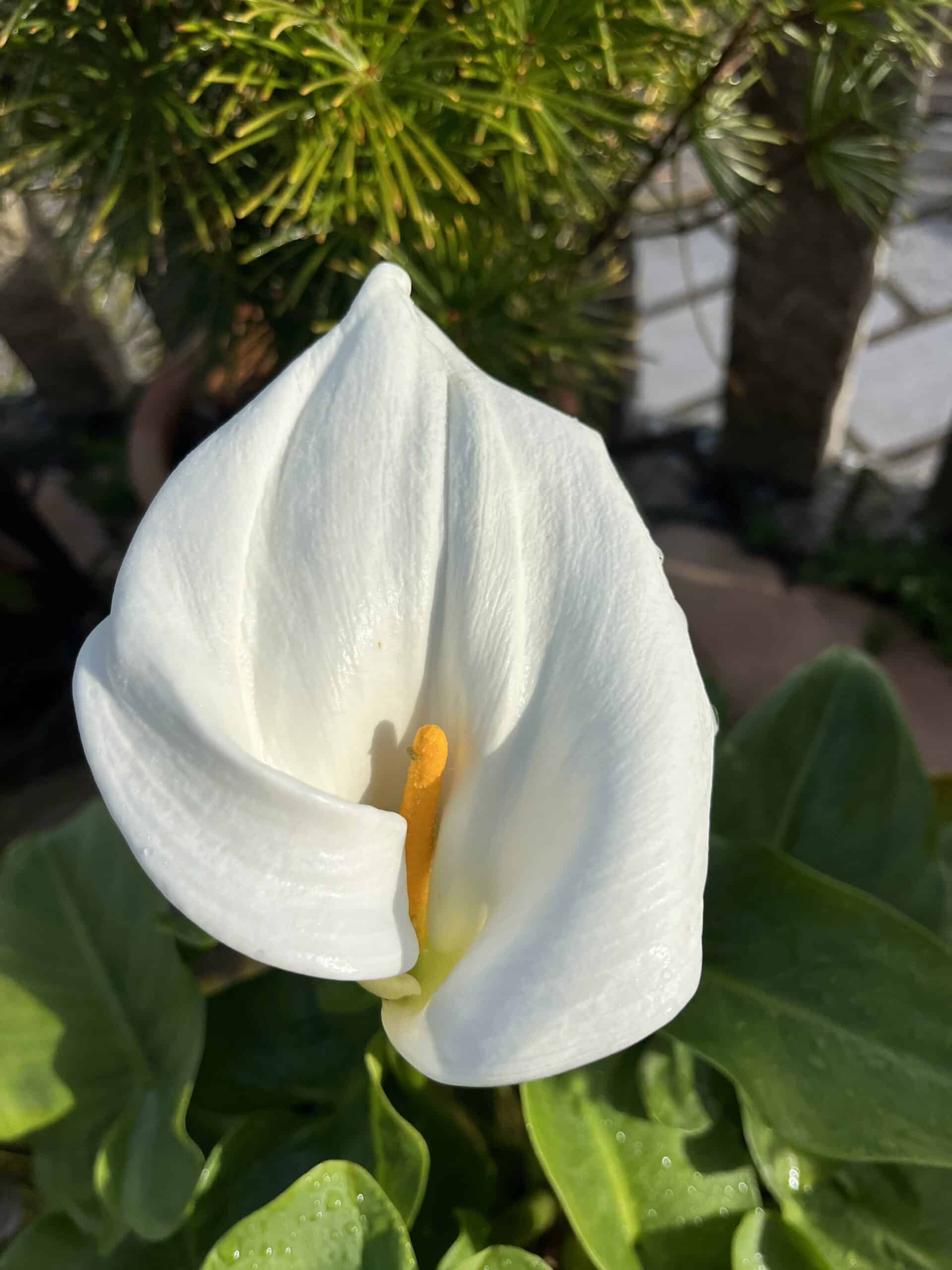 Calla lily close-up