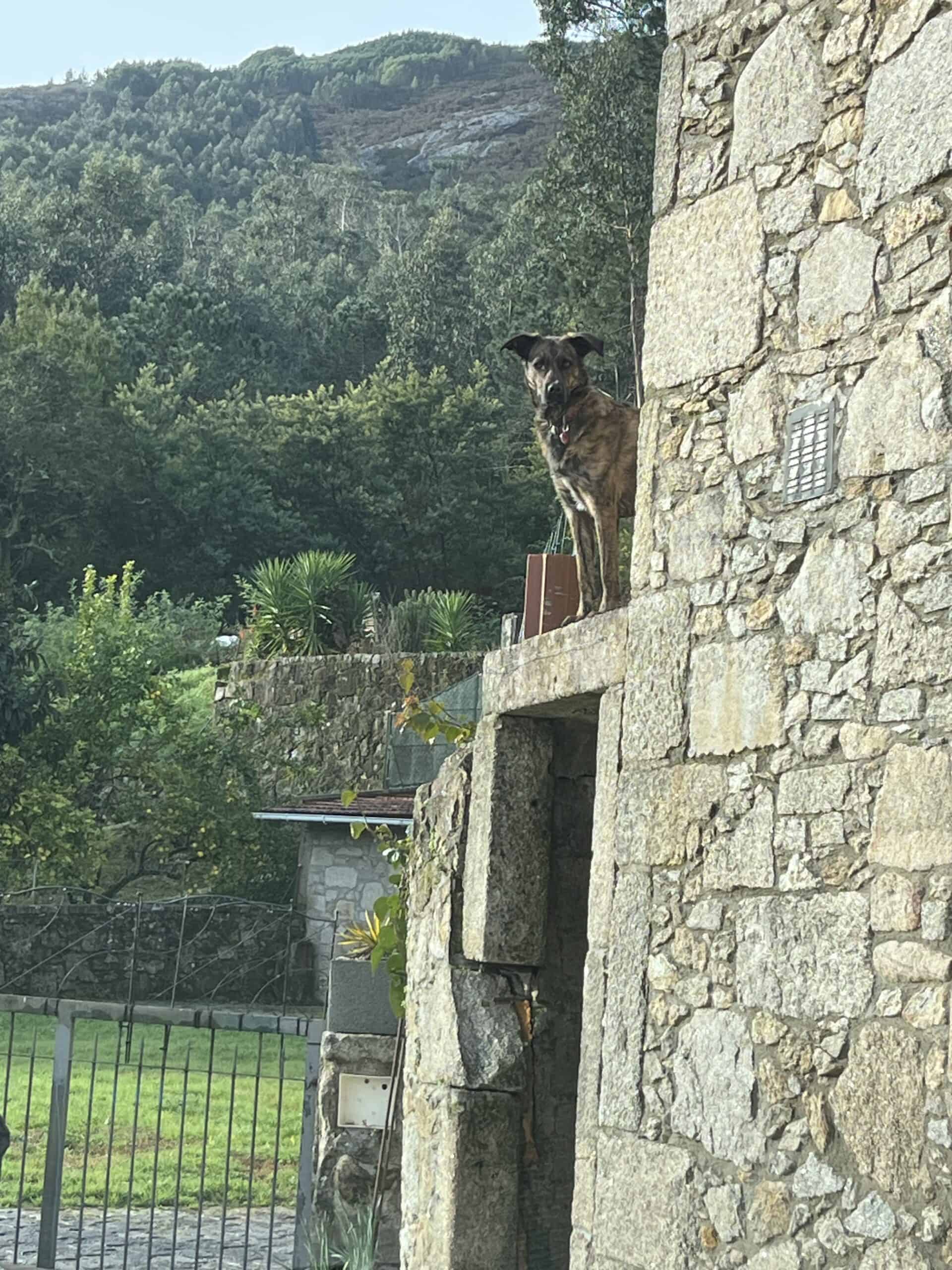 A dog looking to the horizon