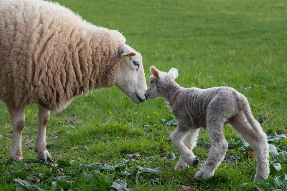 ewe and her lamb touching noses